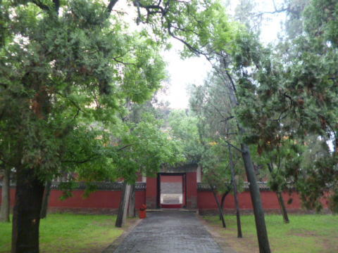 孔廟の松林