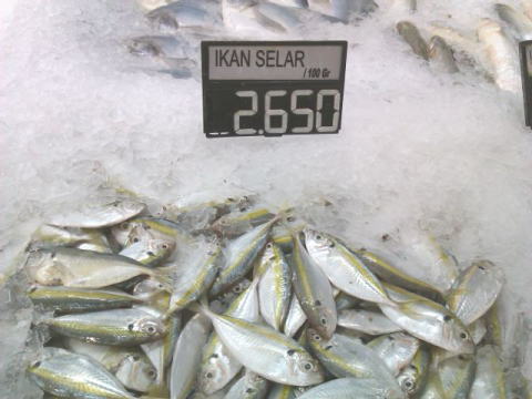 インドネシアの魚