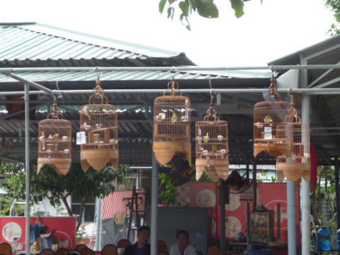 ベトナムでの鳥の鳴き合わせ